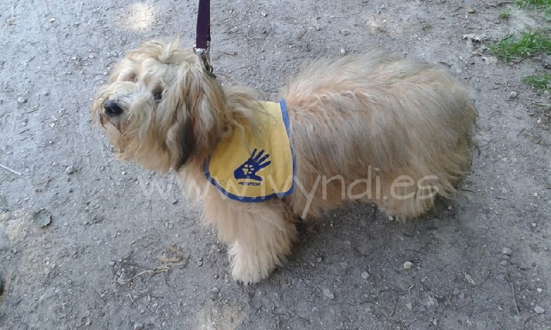 Legendario con su arnés de Activdog